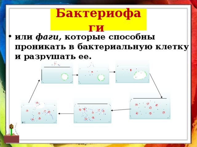 Бактериофаги  или фаги, которые способны проникать в бактериальную клетку и разрушать ее.  