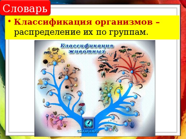 Словарь Классификация организмов – распределение их по группам. 