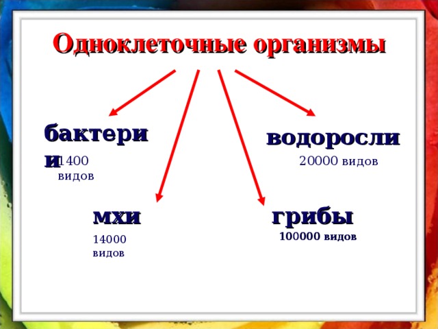 Одноклеточные организмы бактерии водоросли 1400 видов 20000 видов мхи грибы 100000 видов 14000 видов 