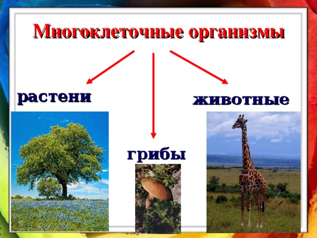 Многоклеточные организмы растения животные грибы 