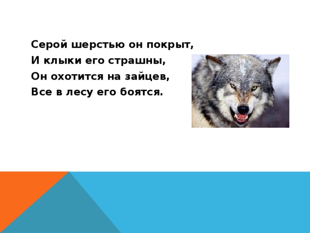 Серой шерстью он покрыт, И клыки его страшны, Он охотится на зайцев, Все в лесу его боятся. 