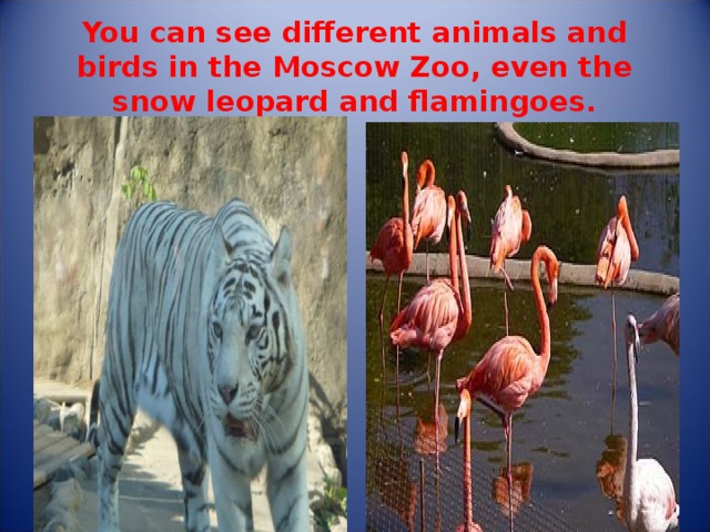 You can see different animals and birds in the Moscow Zoo, even the snow leopard and flamingoes. 