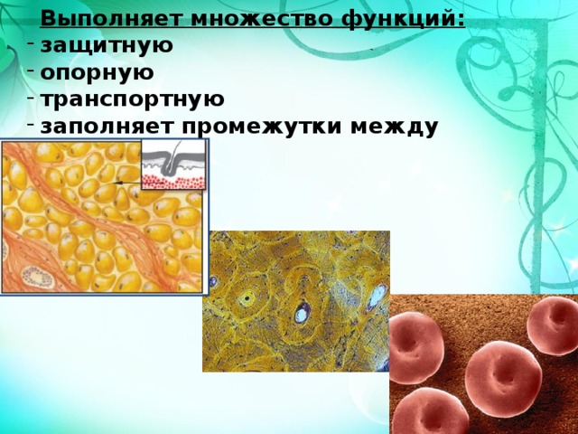 Выполняет множество функций: защитную опорную транспортную заполняет промежутки между органами 8 