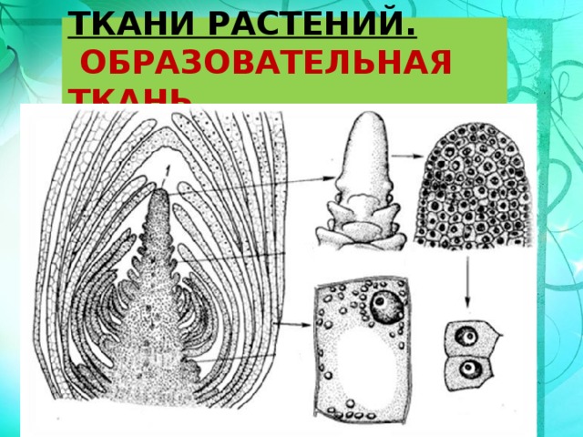 ТКАНИ РАСТЕНИЙ.   ОБРАЗОВАТЕЛЬНАЯ ТКАНЬ 