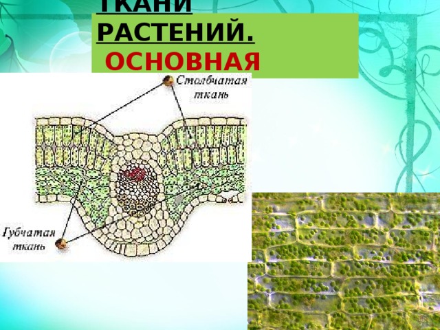 ТКАНИ РАСТЕНИЙ.   ОСНОВНАЯ ТКАНЬ 