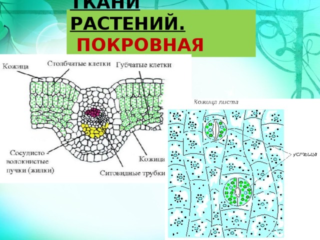 ТКАНИ РАСТЕНИЙ.   ПОКРОВНАЯ ТКАНЬ 