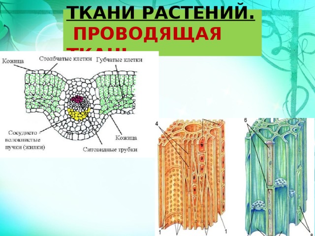 ТКАНИ РАСТЕНИЙ.   ПРОВОДЯЩАЯ ТКАНЬ 