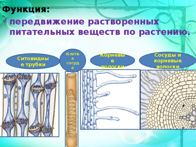 Функция: передвижение растворенных питательных веществ по растению. Клетка сосуда Сосуды и корневые волоски Ситовидные трубки Корневые волоски 