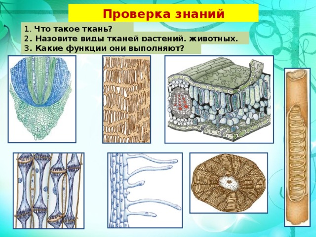 Проверка знаний 1. Что такое ткань? 2 . Назовите виды тканей растений, животных. 3 . Какие функции они выполняют? 8 