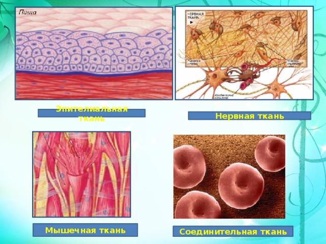 Эпителиальная ткань Нервная ткань Мышечная ткань Соединительная ткань 