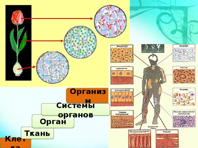 Организм Системы органов Орган Ткань Клетка 