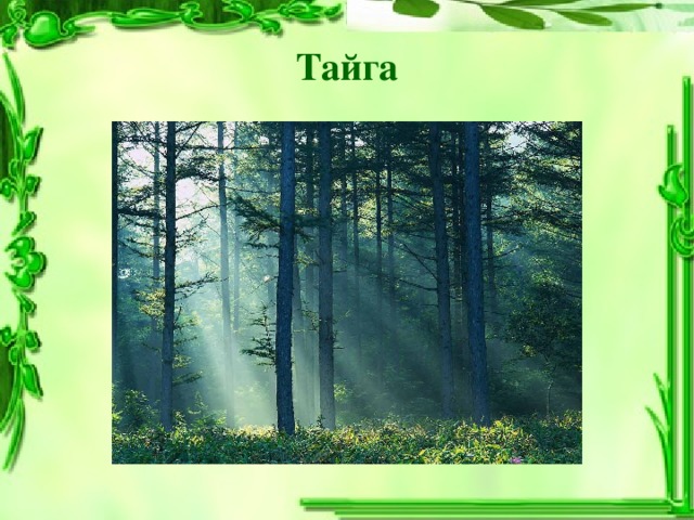 Тайга