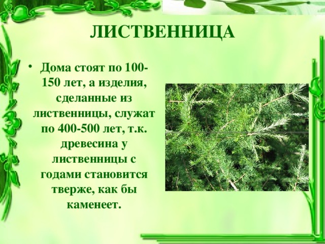 ЛИСТВЕННИЦА