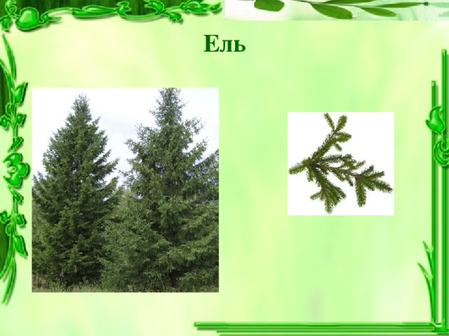 Ель