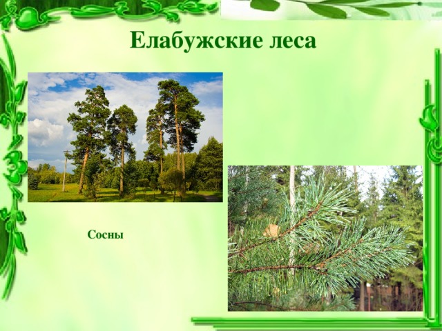 Елабужские леса Сосны