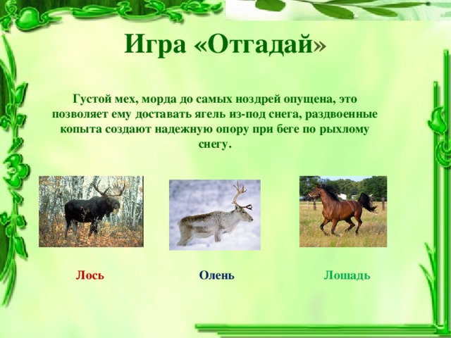 Игра «Отгадай » Густой мех, морда до самых ноздрей опущена, это позволяет ему доставать ягель из-под снега, раздвоенные копыта создают надежную опору при беге по рыхлому снегу. Лось Олень Лошадь