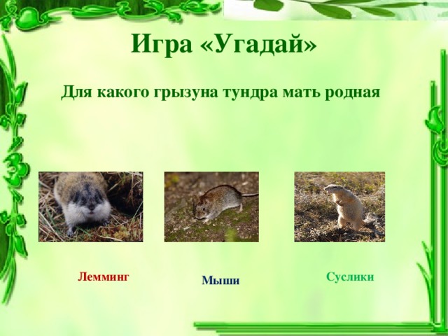 Игра «Угадай» Для какого грызуна тундра мать родная Лемминг Суслики Мыши