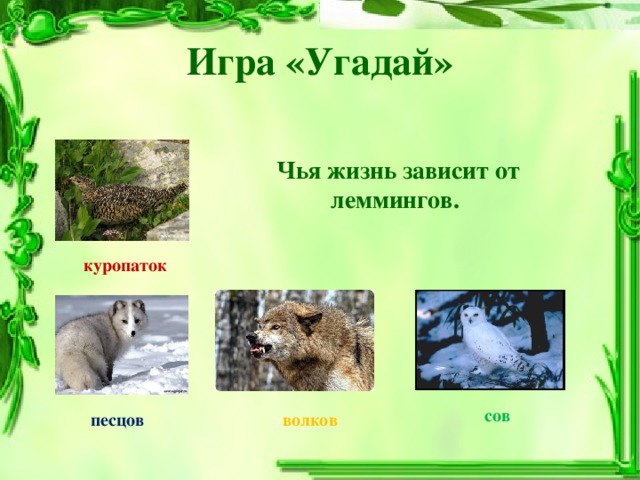 Игра «Угадай»  Чья жизнь зависит от леммингов. куропаток сов песцов волков
