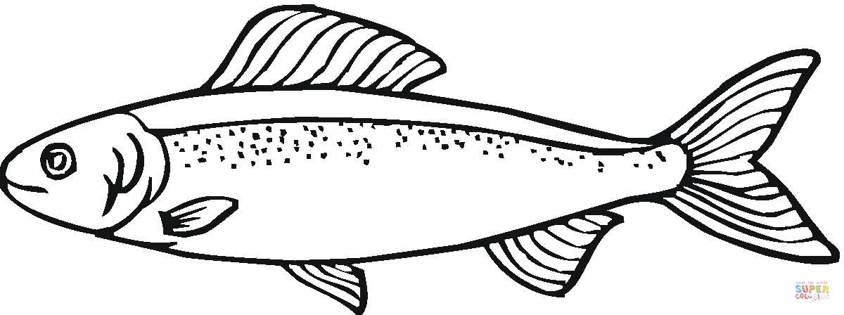 Рисунок рыба хариус