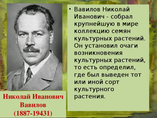 Вавилов Николай Иванович - собрал крупнейшую в мире коллекцию семян культурных растений. Он установил очаги возникновения культурных растений, то есть определил, где был выведен тот или иной сорт культурного растения. Николай Иванович Вавилов (1887-19431) 