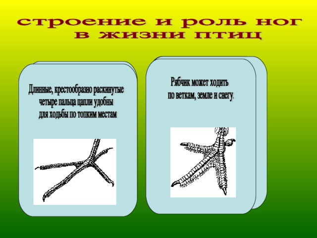 Фазан ходит по земле на трех крепких пальцах с уплощенными когтями.