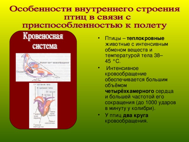 Птицы – теплокровные животные с интенсивным обменом веществ и температурой тела 38–45 °C.  Интенсивное кровообращение обеспечивается большим объёмом четырёхкамерного сердца и большей частотой его сокращения (до 1000 ударов в минуту у колибри). У птиц два круга кровообращения.