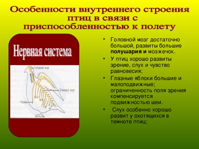 Головной мозг достаточно большой, развиты большие полушария и мозжечок. У птиц хорошо развиты зрение, слух и чувство равновесия; Глазные яблоки большие и малоподвижные; ограниченность поля зрения компенсируется подвижностью шеи.  Слух особенно хорошо развит у охотящихся в темноте птиц;