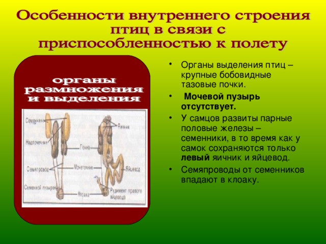 Органы выделения птиц – крупные бобовидные тазовые почки.  Мочевой пузырь отсутствует. У самцов развиты парные половые железы – семенники, в то время как у самок сохраняются только левый яичник и яйцевод. Семяпроводы от семенников впадают в клоаку.