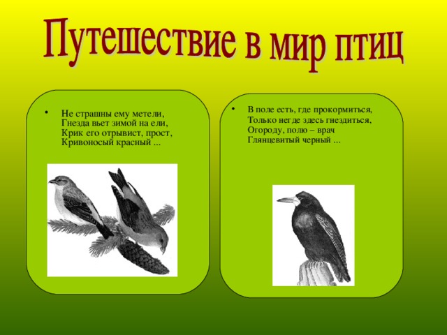 В поле есть, где прокормиться,  Только негде здесь гнездиться,  Огороду, полю – врач  Глянцевитый черный ...   Не страшны ему метели,  Гнезда вьет зимой на ели,  Крик его отрывист, прост,  Кривоносый красный ...