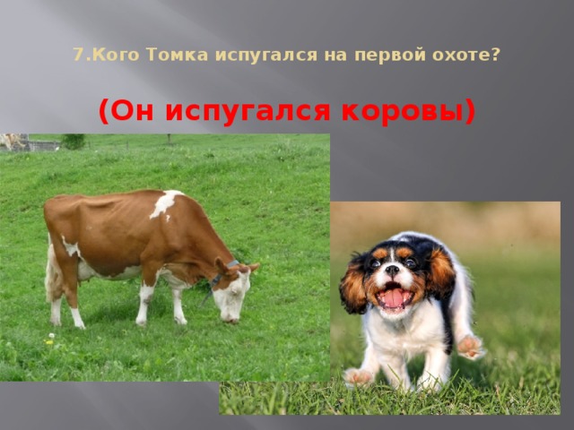 7.Кого Томка испугался на первой охоте?   (Он испугался коровы)