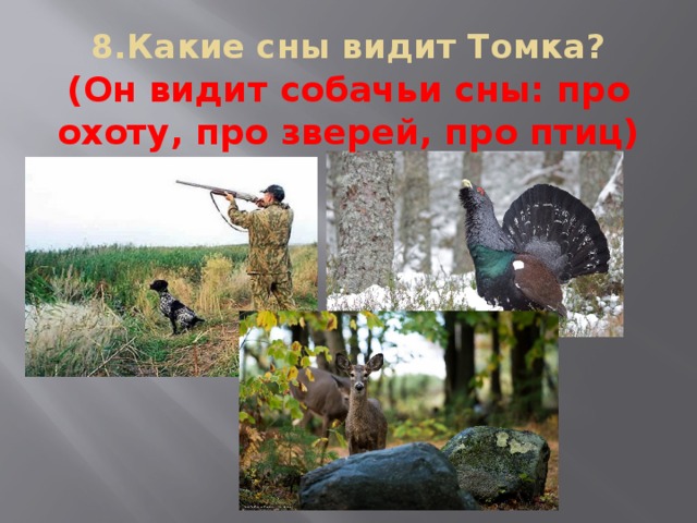 8.Какие сны видит Томка?   (Он видит собачьи сны: про охоту, про зверей, про птиц)