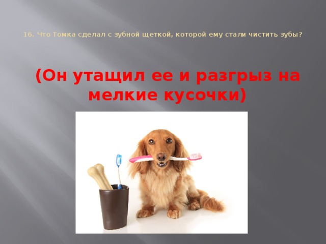 16. Что Томка сделал с зубной щеткой, которой ему стали чистить зубы?   (Он утащил ее и разгрыз на мелкие кусочки)