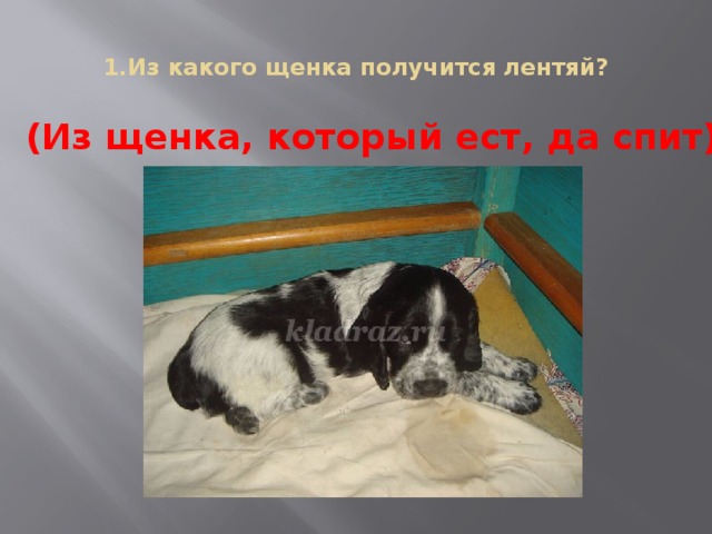 1.Из какого щенка получится лентяй?   (Из щенка, который ест, да спит)