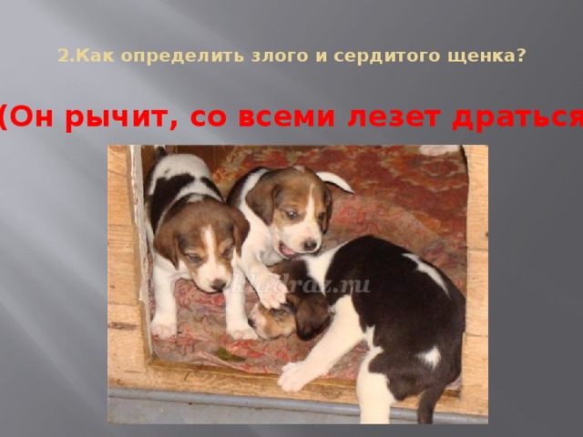 2.Как определить злого и сердитого щенка?   (Он рычит, со всеми лезет драться)