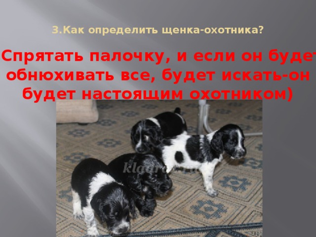 3.Как определить щенка-охотника?   (Спрятать палочку, и если он будет обнюхивать все, будет искать-он будет настоящим охотником)