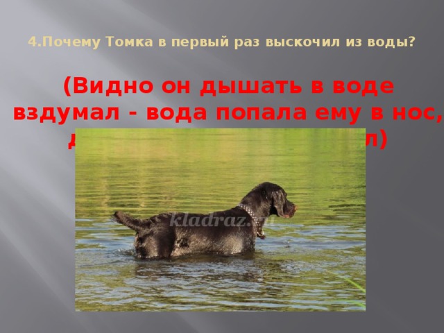 4.Почему Томка в первый раз выскочил из воды?   (Видно он дышать в воде вздумал - вода попала ему в нос, да в рот. Он и выскочил)
