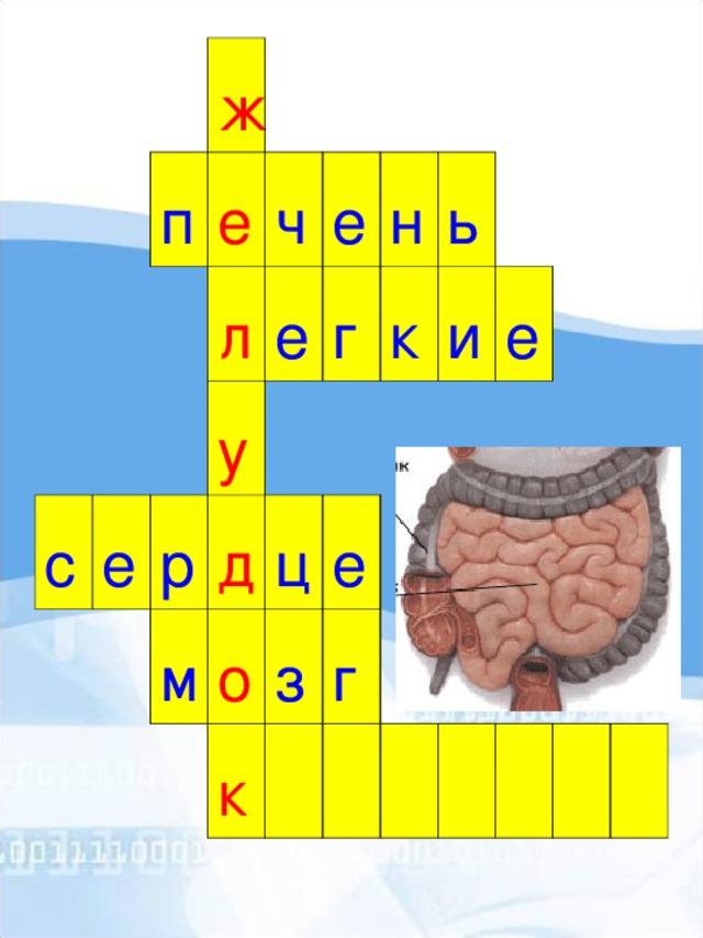 Мультимедийный урок по окружающему миру во 2-м классе по теме "Строение тела человека"
