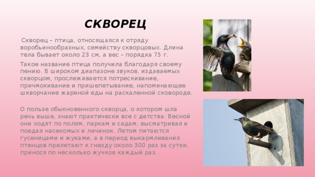 Скворец Скворец – птица, относящаяся к отряду воробьинообразных, семейству скворцовых. Длина тела бывает около 23 см, а вес – порядка 75 г. Такое название птица получила благодаря своему пению. В широком диапазоне звуков, издаваемых скворцом, прослеживается потрескивание, причмокивание и пришепетывание, напоминающее шкворчание жареной еды на раскаленной сковороде. О пользе обыкновенного скворца, о котором шла речь выше, знают практически все с детства. Весной они ходят по полям, паркам и садам, высматривая и поедая насекомых и личинок. Летом питаются гусеницами и жуками, а в период выкармливания птенцов прилетают к гнезду около 300 раз за сутки, принося по несколько жучков каждый раз.