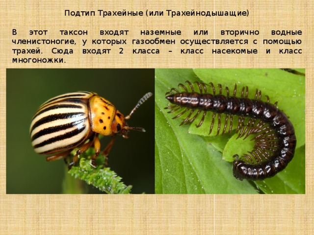 трахейнодышащие систематика. трахейнодышащие многоножки. трахейнодышащие. кивсяк строение. трахейнодышащие.