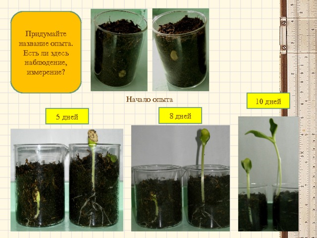 Придумайте название опыта. Есть ли здесь наблюдение, измерение? Начало опыта 10 дней 8 дней 5 дней 