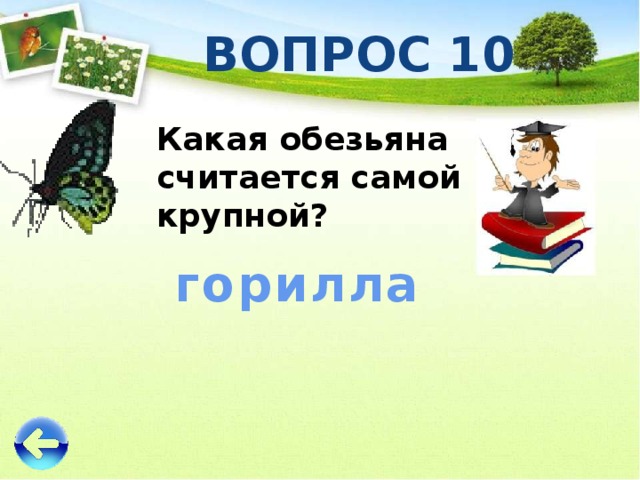 ВОПРОС 10 Какая обезьяна считается самой крупной? горилла 