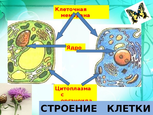 Клеточная мембрана Ядро Цитоплазма с органоидами СТРОЕНИЕ КЛЕТКИ 