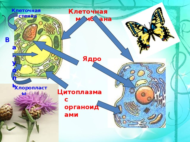 Клеточная стенка  Клеточная мембрана Вакуоль  Ядро Хлоропласты Цитоплазма с органоидами 