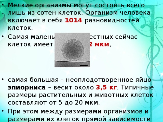 Мелкие организмы могут состоять всего лишь из сотен клеток. Организм человека включает в себя 1014 разновидностей клеток. Самая маленькая из известных сейчас клеток имеет размер 0,2 мкм , самая большая – неоплодотворенное яйцо эпиорниса  – весит около 3,5 кг . Типичные размеры растительных и животных клеток составляют от 5 до 20 мкм. При этом между размерами организмов и размерами их клеток прямой зависимости обычно нет. 