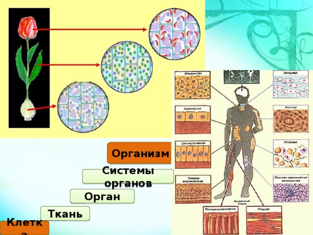 Организм Системы органов Орган Ткань Клетка 