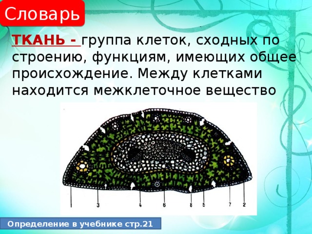 Словарь ТКАНЬ - группа клеток, сходных по строению, функциям, имеющих общее происхождение. Между клетками находится межклеточное вещество Определение в учебнике стр.21 