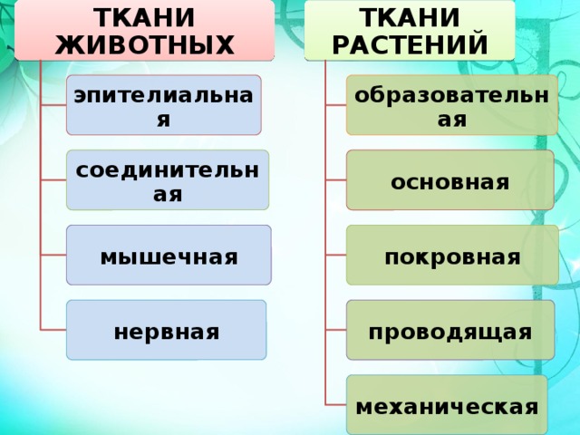 ТКАНИ ЖИВОТНЫХ ТКАНИ РАСТЕНИЙ образовательная эпителиальная основная соединительная мышечная покровная нервная проводящая механическая 