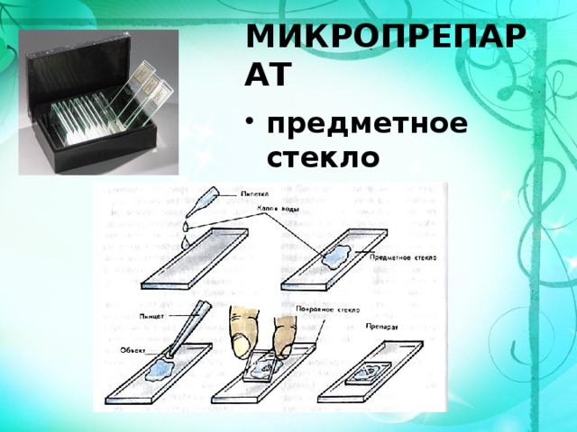 МИКРОПРЕПАРАТ предметное стекло покровное стекло 