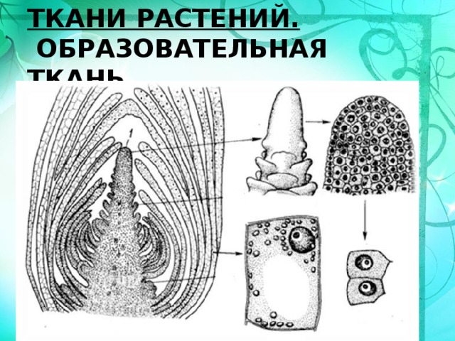 ТКАНИ РАСТЕНИЙ.  ОБРАЗОВАТЕЛЬНАЯ ТКАНЬ 