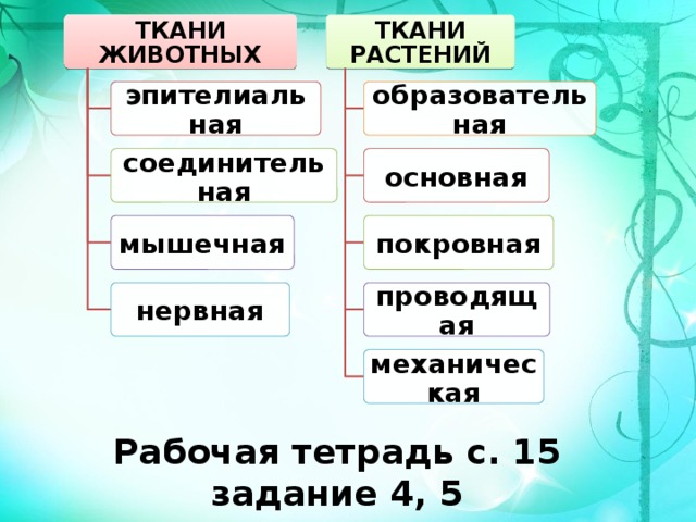 ТКАНИ ЖИВОТНЫХ ТКАНИ РАСТЕНИЙ образовательная эпителиальная основная соединительная мышечная покровная нервная проводящая механическая Рабочая тетрадь с. 15 задание 4, 5 